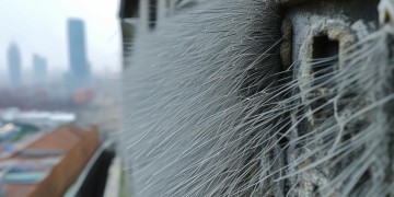 墙面长毛物业到底管不管？