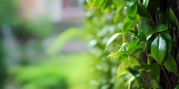 物业挂的艾叶究竟是什么？